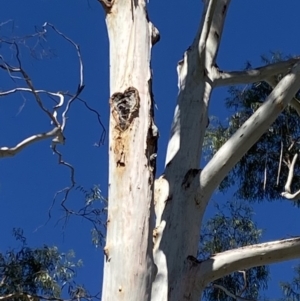 Callocephalon fimbriatum at Acton, ACT - suppressed