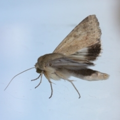 Helicoverpa punctigera (Native Budworm) at Tathra Public School - 28 Nov 2019 by Kerry Vance