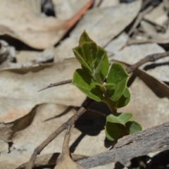 Coprosma hirtella (Currant Bush) at Shannons Flat, ACT - 28 Nov 2019 by BrianH