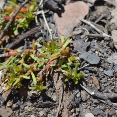 Unidentified Other Wildflower or Herb at Shannons Flat, ACT - 28 Nov 2019 by BrianH