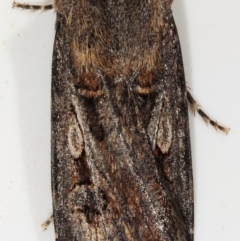 Agrotis munda (Brown Cutworm) at Kambah, ACT - 28 Nov 2019 by Marthijn