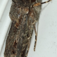 Agrotis munda at Kambah, ACT - 29 Nov 2019