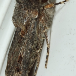 Agrotis munda at Kambah, ACT - 29 Nov 2019