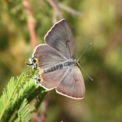 Jalmenus ictinus (Stencilled Hairstreak) at Deakin, ACT - 28 Nov 2019 by LisaH