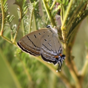 Jalmenus ictinus at Deakin, ACT - 29 Nov 2019 09:05 AM