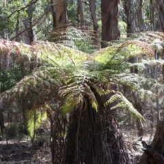 Dicksonia antarctica (Soft Treefern) at Mongarlowe River - 18 Nov 2019 by LisaH