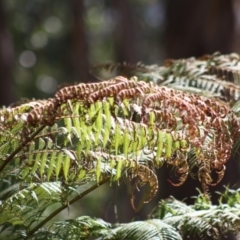 Dicksonia antarctica at Mongarlowe, NSW - 18 Nov 2019