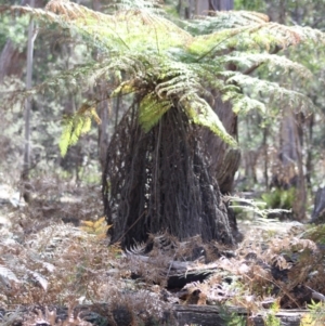 Dicksonia antarctica at Mongarlowe, NSW - suppressed