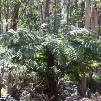 Cyathea australis subsp. australis (Rough Tree Fern) at Mongarlowe River - 18 Nov 2019 by LisaH