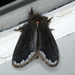 Euproctis marginalis (Margined Browntail Moth) at Ainslie, ACT - 28 Nov 2019 by jb2602