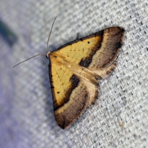 Anachloris subochraria at O'Connor, ACT - 28 Nov 2019 09:30 PM