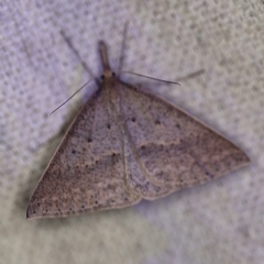 Epidesmia hypenaria (Long-nosed Epidesmia) at O'Connor, ACT - 28 Nov 2019 by ibaird