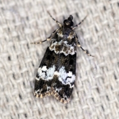 Eudonia protorthra (A Scopariine moth) at O'Connor, ACT - 28 Nov 2019 by ibaird