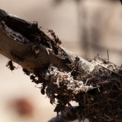 Papyrius nitidus (Shining Coconut Ant) at Hall, ACT - 16 Nov 2019 by rawshorty