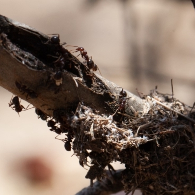 Papyrius nitidus (Shining Coconut Ant) at Hall, ACT - 15 Nov 2019 by rawshorty