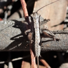 Nanodectes harpax (Small shield-back katydid) at Cook, ACT - 26 Nov 2019 by CathB