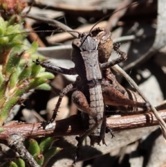 Nanodectes harpax at Cook, ACT - 27 Nov 2019 10:40 AM