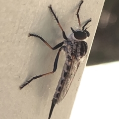 Cerdistus sp. (genus) (Slender Robber Fly) at Aranda, ACT - 29 Nov 2019 by Jubeyjubes