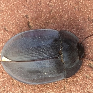 Pterohelaeus piceus at Aranda, ACT - 29 Nov 2019