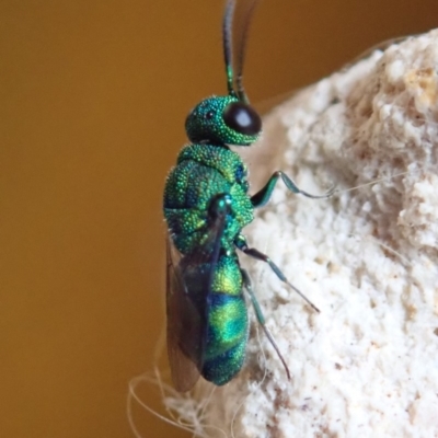 Primeuchroeus sp. (genus) (Cuckoo Wasp) at Spence, ACT - 29 Nov 2019 by Laserchemisty