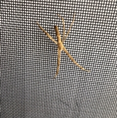 Asianopis sp. (genus) (Net-casting spider) at Bermagui, NSW - 29 Nov 2019 by JackieLambert