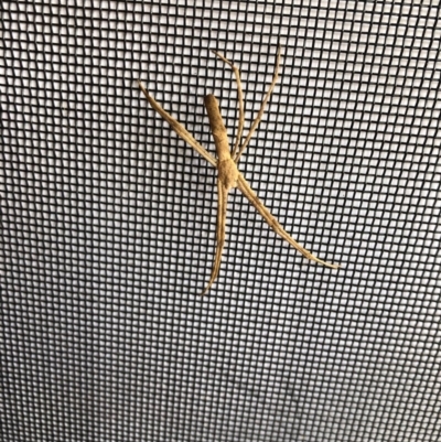 Asianopis sp. (genus) (Net-casting spider) at Bermagui, NSW - 29 Nov 2019 by JackieLambert