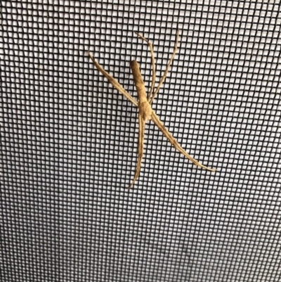 Asianopis sp. (genus) (Net-casting spider) at Bermagui, NSW - 29 Nov 2019 by Jackie Lambert