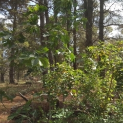 Ficus carica (Fig) at Jerrabomberra, ACT - 12 Nov 2019 by Mike