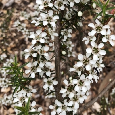 Leptospermum continentale (Prickly Teatree) at Garran, ACT - 24 Nov 2019 by ruthkerruish