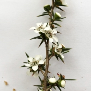 Leptospermum continentale at Garran, ACT - 24 Nov 2019