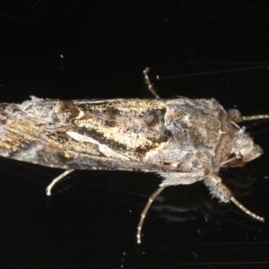Chrysodeixis argentifera at Ainslie, ACT - 28 Nov 2019