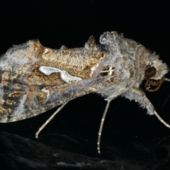 Chrysodeixis argentifera at Ainslie, ACT - 28 Nov 2019