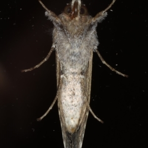 Chrysodeixis argentifera at Ainslie, ACT - 28 Nov 2019