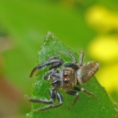 Opisthoncus grassator (Jumping spider) at Aranda, ACT - 6 Nov 2014 by JanetRussell