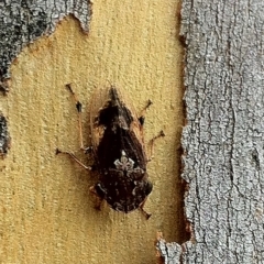 Stenocotis depressa (Leafhopper) at Aranda, ACT - 23 Jan 2013 by JanetRussell