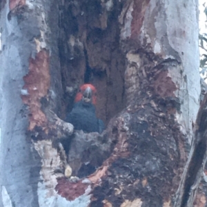 Callocephalon fimbriatum at Deakin, ACT - suppressed