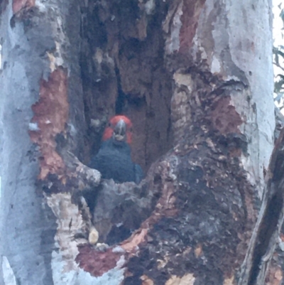 Callocephalon fimbriatum (Gang-gang Cockatoo) at GG52 - 29 Nov 2019 by KL