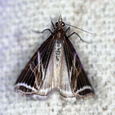 Phrataria transcissata (Dark Phrataria) at O'Connor, ACT - 28 Nov 2019 by ibaird