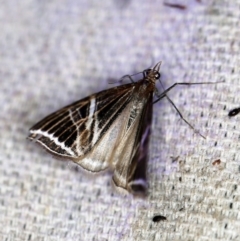 Phrataria transcissata at O'Connor, ACT - 28 Nov 2019