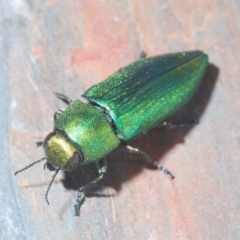 Melobasis sp. (genus) (Unidentified Melobasis jewel Beetle) at Jerrawangala, NSW - 23 Nov 2019 by Harrisi