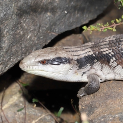 Tiliqua scincoides scincoides (Eastern Blue-tongue) at Acton, ACT - 26 Nov 2019 by TimL