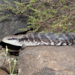 Tiliqua scincoides scincoides at Acton, ACT - 26 Nov 2019 01:57 PM