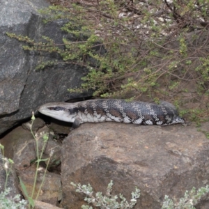 Tiliqua scincoides scincoides at Acton, ACT - 26 Nov 2019 01:57 PM