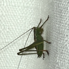 Tettigoniidae (family) (Unidentified katydid) at Aranda, ACT - 29 Nov 2019 by Jubeyjubes