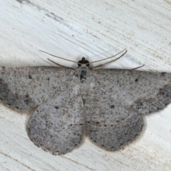 Taxeotis intextata (Looper Moth, Grey Taxeotis) at Ainslie, ACT - 28 Nov 2019 by jb2602