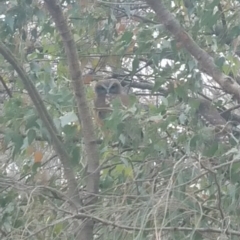 Ninox boobook (Southern Boobook) at Hackett, ACT - 29 Nov 2019 by etheb