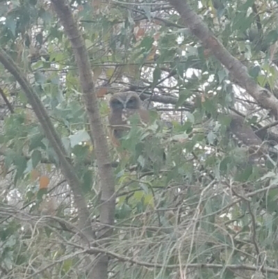 Ninox boobook (Southern Boobook) at Hackett, ACT - 30 Nov 2019 by etheb