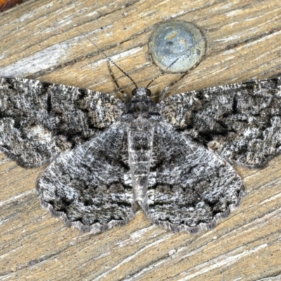 Unplaced externaria (Mahogany Bark Moth (formerly Hypomecis externaria)) at Ainslie, ACT - 28 Nov 2019 by jb2602