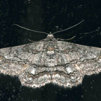 Cleora displicata (A Cleora Bark Moth) at Ainslie, ACT - 28 Nov 2019 by jbromilow50