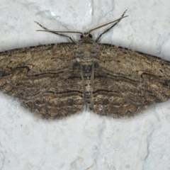 Ectropis (genus) (An engrailed moth) at Ainslie, ACT - 28 Nov 2019 by jb2602